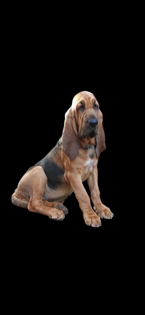 Vaïana Du Massif De Sourroque