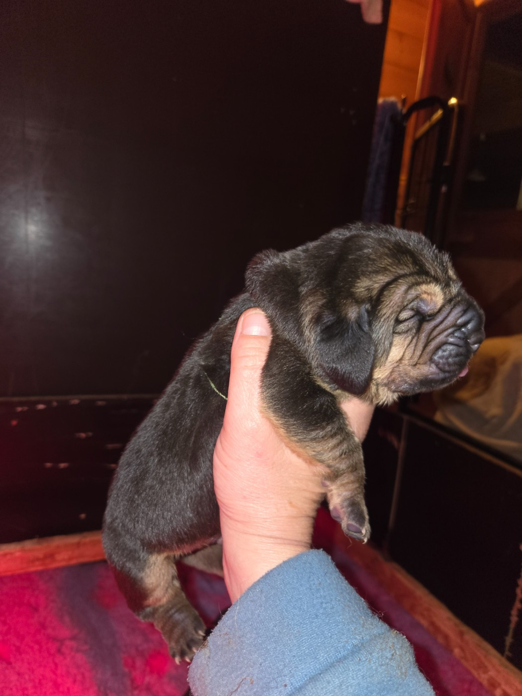 Du Massif De Sourroque - Chiots disponibles - Chien de Saint-Hubert