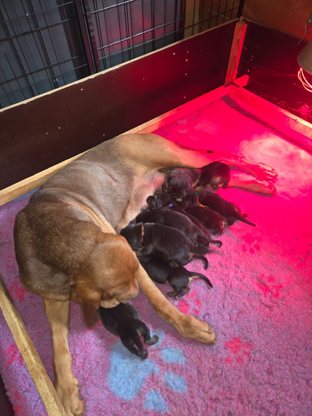 Du Massif De Sourroque - Chiots disponibles - Chien de Saint-Hubert
