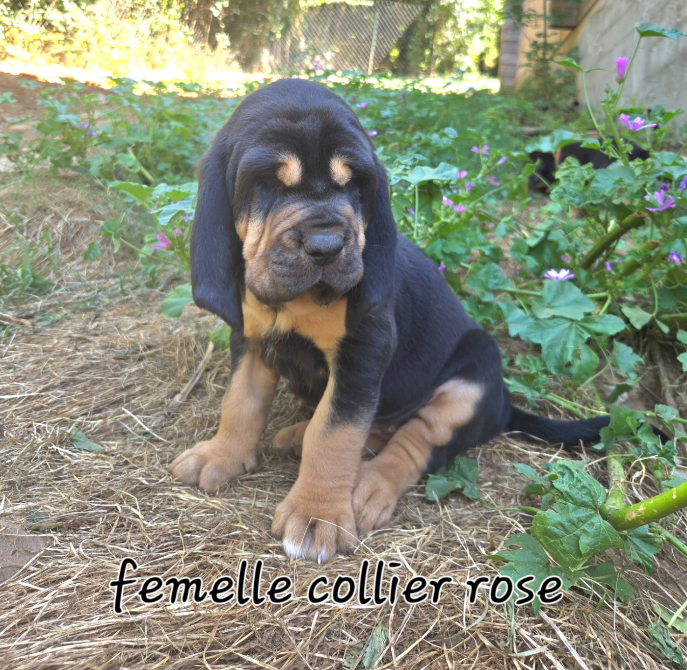 Du Massif De Sourroque - Chiots disponibles - Chien de Saint-Hubert
