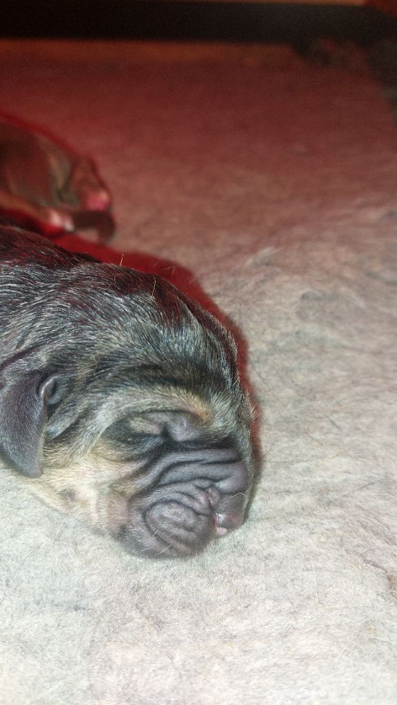 Du Massif De Sourroque - Chiots disponibles - Chien de Saint-Hubert