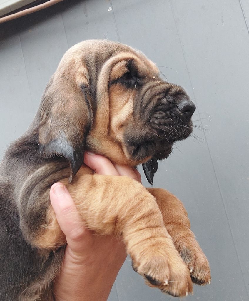 Du Massif De Sourroque - Chiots disponibles - Chien de Saint-Hubert