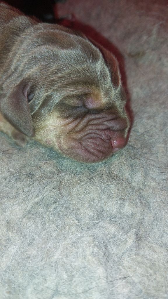 Du Massif De Sourroque - Chiots disponibles - Chien de Saint-Hubert