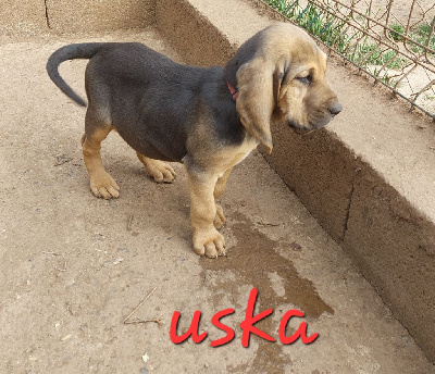Uska