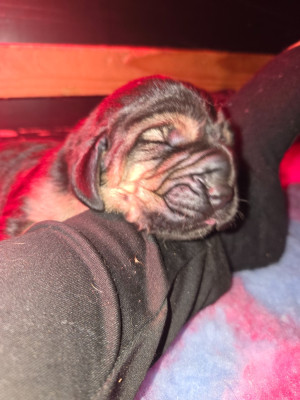 CHIOT 1
