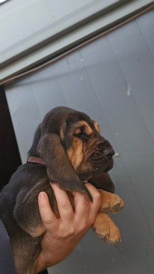 CHIOT 3