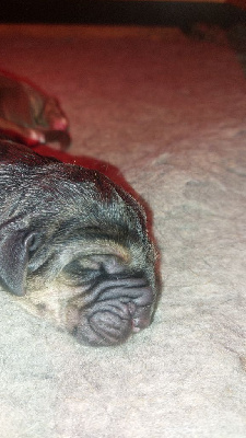 CHIOT 3