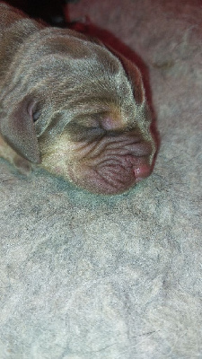 CHIOT 1