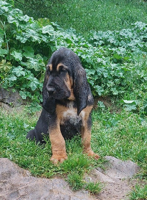Aldo 