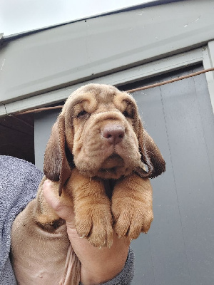 Archibald