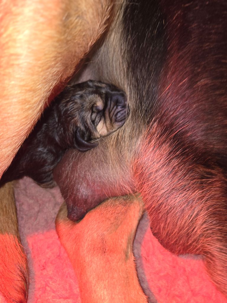 Du Massif De Sourroque - Chien de Saint-Hubert - Portée née le 06/10/2025